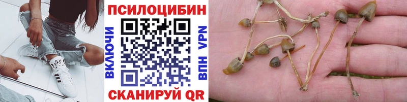 купить наркотик  Лабинск  Псилоцибиновые грибы Magic Shrooms 